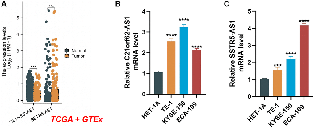 The expression levels of two signature lncRNAs. (A) The mRNA expression profile of two lncRNA in tumor tissues from the TCGA database and normal esophageal tissues from the TCGA and GTEx databases. (B, C) Further verification of the expression levels of two signature lncRNAs in human ESCA cancer cell lines and human normal esophageal epithelial cell line by qRT-PCR analysis. ***P ****P 