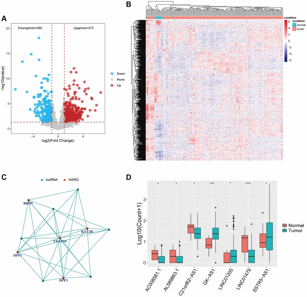 Identification of HARlncRNAs in ESCA. (A) Volcano plot of differentially expressed lncRNAs between tumor tissues and normal tissues. (B) Heatmap of differentially expressed lncRNAs between tumor tissues and normal tissues. (C) Co-expression relationship between HARlncRNAs and HARGs. (D) Scatter diagram indicated the different expression of HARlncRNAs in normal and tumor tissues. *P **P ***P 