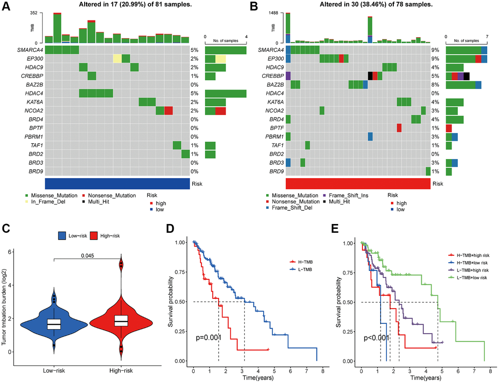 Analysis of TMB between different risk groups. (A, B) Top 10 mutated genes in different risk subgroups. (C) The differences of TMB in low- and high-risk groups. (D) Kaplan-Meier survival analysis of TMB. (E) Effects of the risk score combined with TMB on the overall survival.