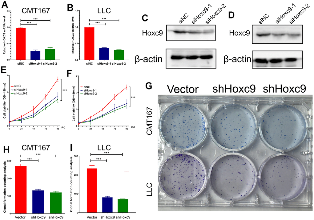 Confirmation of Hoxc9 knockdown and its impacts on viability and proliferation of CMT167 and LCC cells. (A, B) The knockdown level of Hoxc9 was detected by RT-qPCR. (C, D) The knockdown level of Hoxc9 was detected by western blot. (E, F) The cell viability was significantly impaired under Hoxc9 knockdown. (G–I) The influenced proliferation competence was detected with colony formation after 10 days. (*P