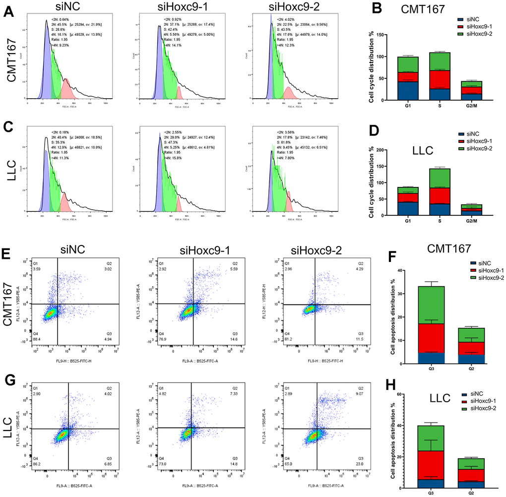 Hoxc9 knockdown arrested cell cycle and promoted cell apoptosis. (A–D) Hoxc9 knockdown arrested cell cycle of CMT167 cells and LCC cells. (E–H) Hoxc9 knockdown promoted cell apoptosis of CMT167 cells and LCC cells. (*P