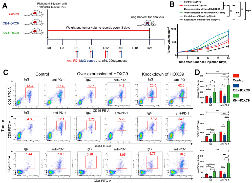 Combination of Hoxc9 inhibition and PD-1 blockade enhanced the tumor growth and improved CD8+ T cell infiltration. (A) Diagram of in vivo experiment design. (B) Tumor growth curves of different groups. (C, D) More effective CD8+ T cells were observed in Hoxc9 knockdown groups compared to control groups under IgG/PD-1 blockade. (*P