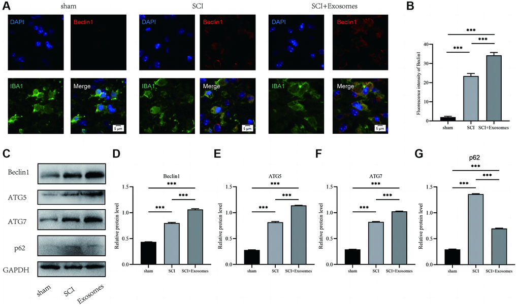 BMSCs-derived exosomes promote macrophage/microglia autophagy following SCI. (A) Representative immunostaining image of IBA1 and Beclin1 in mice on the 7th day after injury; (B) Quantification of fluorescence intensity; (C–G) Western blot detection and quantitative analysis of p62, Beclin1, ATG5, and ATG7 proteins in spinal cord tissue on the 7th day after injury (*p **p ***p 