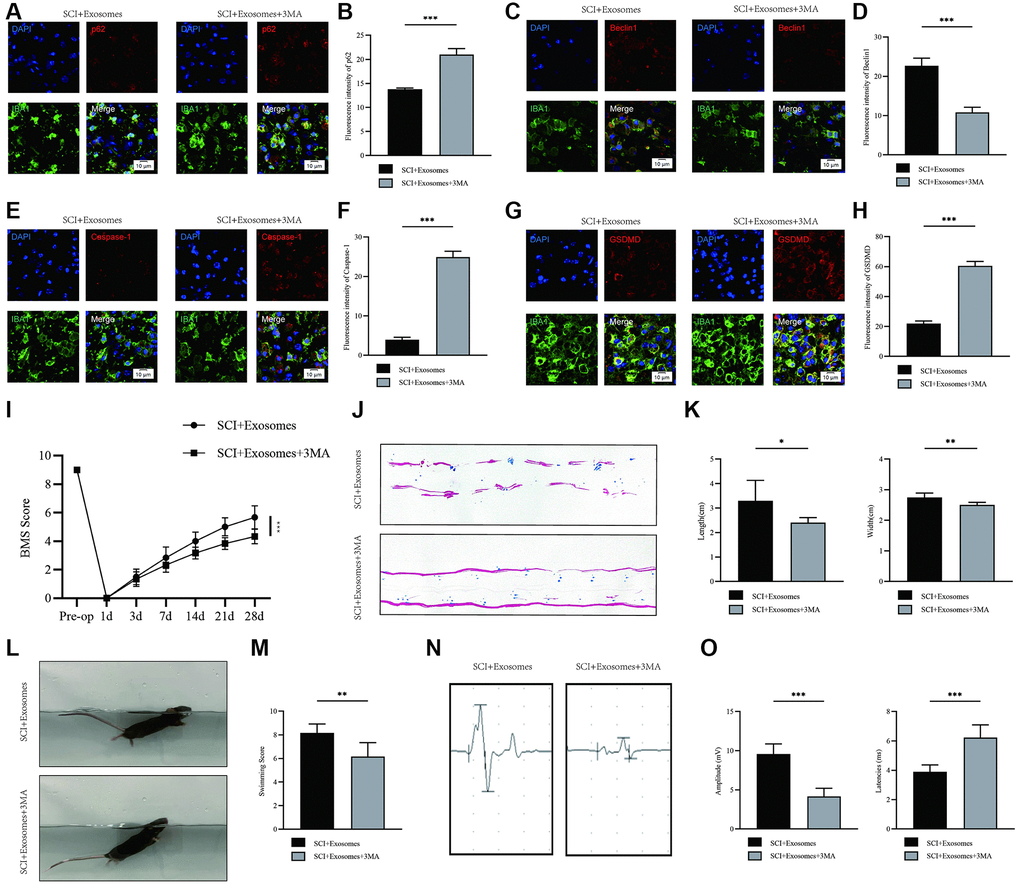 Inhibition of autophagy reverses the effects of BMSCs-derived exosomes on pyroptosis and functional recovery after SCI. (A) Representative immunostaining image of IBA1 and p62 in mice on the 7th day after injury; (B) Quantification of fluorescence intensity; (C) Representative immunostaining image of IBA1 and Beclin1 in mice on the 7th day after injury; (D) Quantification of fluorescence intensity; (E) Representative immunostaining image of IBA1 and Caspase-1 in mice on the 7th day after injury; (F) Quantification of fluorescence intensity; (G) Representative immunostaining image of IBA1 and GSDMD in mice on the 7th day after injury; (H) Quantification of fluorescence intensity; (I) BMS was used to functionally grade mice in different groups on the 28th day after injury; (J) Footprint analysis demonstrated that 3MA reverses the effects of BMSCs-derived exosomes; (K) The footprint quantification of mice walking after SCI (n = 6); (L) The swimming test at Day 28 postinjury; (M) the Louisville Swim Scale score at Day 28 postinjury (n = 6); (N) The MEP analysis was used as electrophysiological assessment after SCI; (O) Quantification of MEP amplitudes and latencies in mice (n = 6) (*p **p ***p 