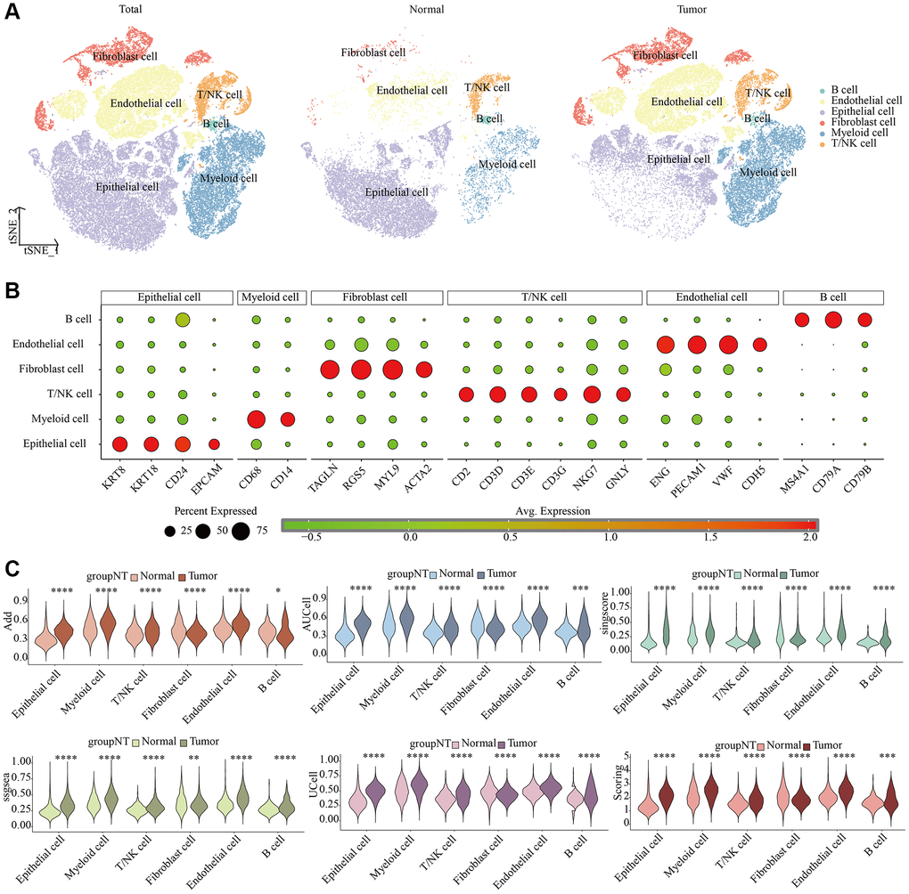 Single-cell characteristics of LDCD signal in KIRC and para-cancer samples. (A) t-SNE dimensionality reduction plot. (B) Cell annotation. (C) Prediction of LDCD signal based on six algorithms. Abbreviations: LDCD: Lysosomal-dependent cell death; KIRC: kidney renal clear cell carcinoma.