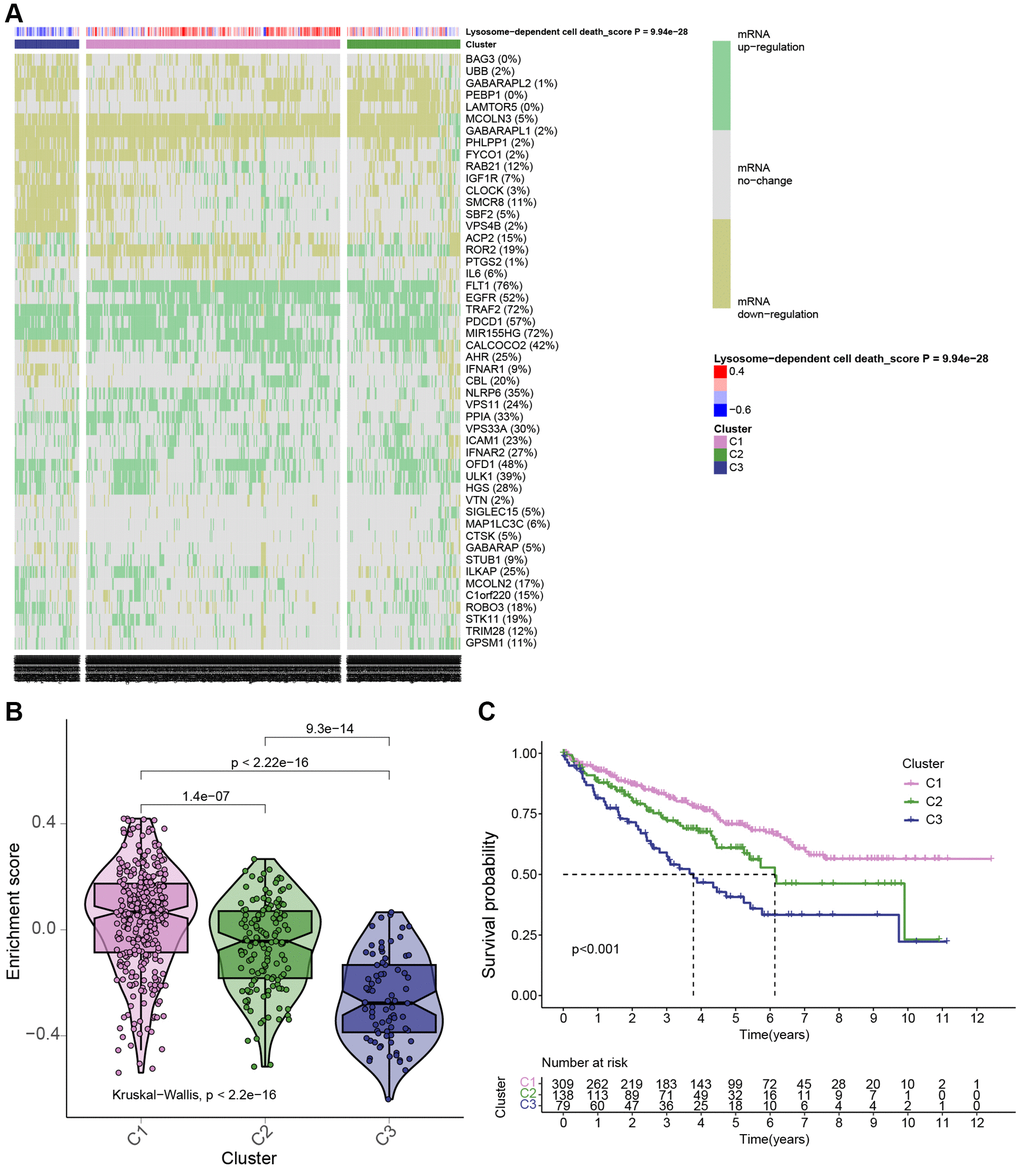 KIRC patients were grouped in 3 clusters based on LDCD-RGs expression levels. (A) Based on TCGA data, a heatmap generated through cluster analysis illustrates three subgroups of KIRC: Highly Active LDCD (C1), Normal LDCD (C2), and Suppressed LDCD (C3), categorized according to the mRNA expression levels of 50 LDCD-RGs. (B) Violin plots created using the “ggpubr” package depict the enrichment scores of the three subgroups in descending order: C1, C2, and C3. (C) Comparison of survival curves among the three KIRC subgroups reveals differing survival times (C1 > C2 > C3). The pink line represents C1; the green line represents C2; and the black line represents C3. The horizontal axis denotes time (years), while the vertical axis represents survival rate. Abbreviations: LDCD-RGs: LDCD-related genes; LDCD: Lysosomal-dependent cell death; KIRC: kidney renal clear cell carcinoma.