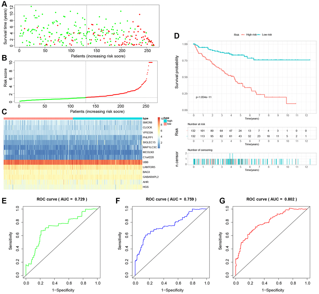 Building a novel LDCD-RGs related prognostic model for predicting the prognosis of patients with KIRC in the train cohort. (A) KIRC patients were classified according to the median risk score. (B) Survival status and risk score distribution of KIRC patients. (C) The heatmap displays the expression levels of 14 hub LDCD-RGs between high and low-risk score subgroups. (D) Comparison of prognosis in high and low-risk groups of KIRC using Kaplan-Meier survival curve analysis. (E–G) The AUC values for the ROC curves corresponding to the 1-year, 3-year, and 5-year survival rates were computed at 0.729, 0.759, and 0.802, respectively. Abbreviations: LDCD-RGs: LDCD-related genes; KIRC: kidney renal clear cell carcinoma; AUC: Area Under the Curve.