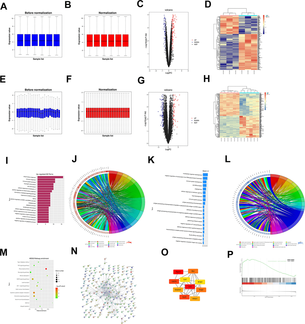 The dataset GSE171821 related to MIR was downloaded from the GEO database, and the data were subjected to quantile normalization (A, B). The volcano plot of visual grouping of DEGs in the dataset GSE171821 was constructed using the ggplot2 package of R software (C), and the cluster analysis heat map of DEGs was plotted using the pheatmap package of R software (D). Similarly, the dataset GSE108940 was subjected to quantile normalization (E, F). The volcano plot of visual grouping of DEGs in the dataset GSE108940 was constructed using the ggplot2 package of R software (G), and the cluster analysis heat map of DEGs was plotted using the pheatmap package of R software (H). The diagrams of up-regulated GO pathways (I, J) and down-regulated pathways (K, L) of DEGs were plotted using the R language. Then the DEGs were subjected to KEGG enrichment analysis, and the KEGG pathway diagram was plotted (M). The DEGs were imported into the STRING database to obtain the PPI network (N). Then the PPI network was imported into Cytoscape software, and the target genes with a score O). GSEA was conducted on all genes using the clusterProfiler package of R software, and the GSEA pathway enrichment analysis diagram was also plotted (P).