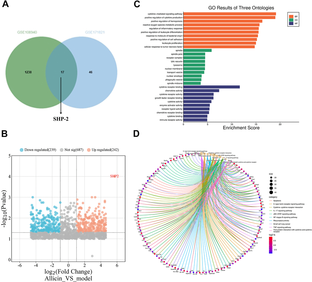 Transcriptomic sequencing has revealed the gene expression profile of in situ macrophages during the treatment of myocardial ischemia-reperfusion in mice with allicin. The gene SHP2 is significantly upregulated with the treatment of allicin, affecting the protection exerted by allicin in ischemia/reperfusion (I/R) conditions. (A) Intersection of datasets GSE171821 and GSE108940 revealed SHP2 as one of the critical genes within the intersection. (B) Volcano plots in heatmaps demonstrated the most significant difference in the expression of SHP2 mRNA in myocardial ischemia/reperfusion (MI/R) + allicin treatment. (C) GO analysis showed that kinase-mediated signaling pathways and oxidative stress-mediated signaling pathways had the most noticeable changes in allicin-treated mouse hearts under ischemia-reperfusion. (D) KEGG analysis indicated that virus-related macrophage signaling pathways were the most significantly altered in allicin-treated mice experiencing heart ischemia-reperfusion.