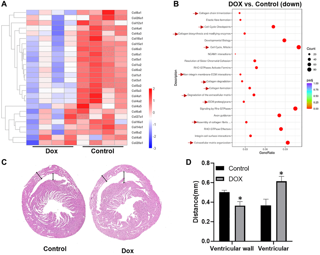 DOX inhibits collagen synthesis in cardiomyocytes and causes progressive thinning of the ventricular wall. (A) heat map of differential expressed collagen genes in the control group versus DOX group; (B) scatter plot of Reactome enrichment analysis of down regulated genes affected by DOX; (C) scan of heart tissue sections after HE staining; (D) statistical illustration of ventricular wall thickness and ventricular size in the control and DOX group. *P #P 