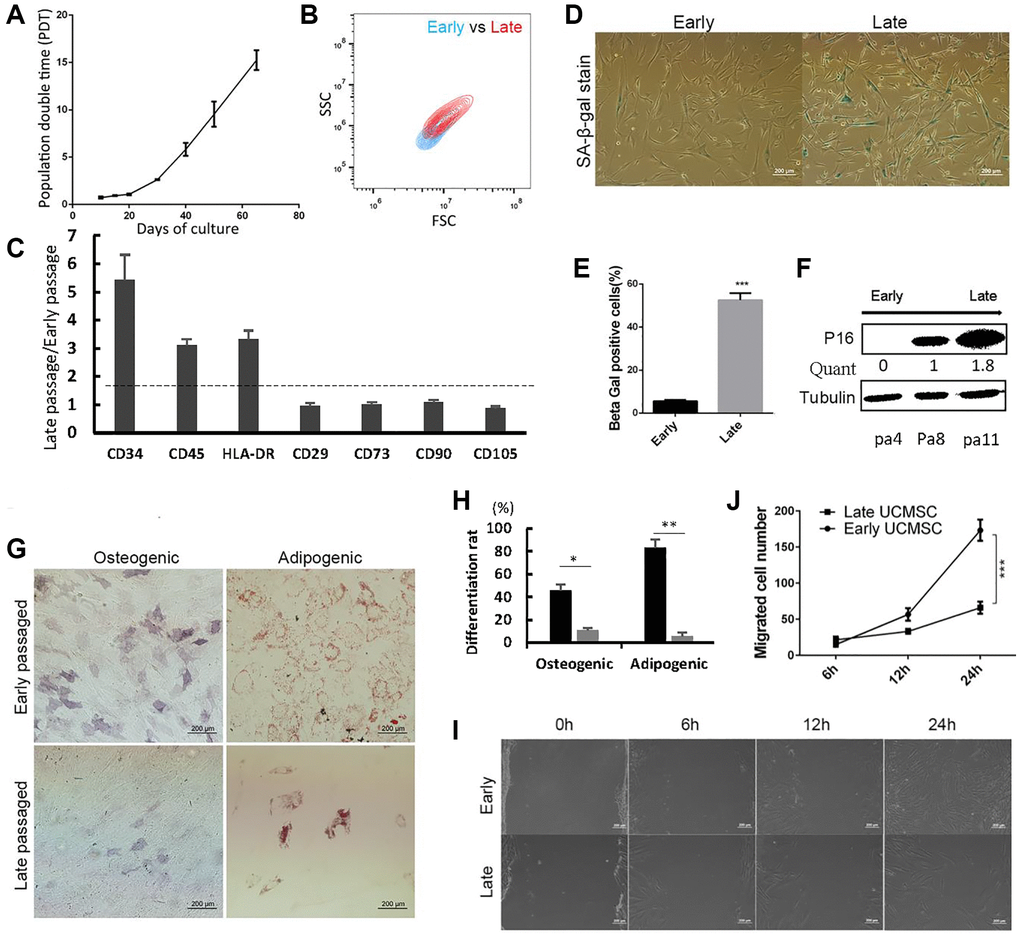 Late passaged UCMSCs showed senescence-associated changes and impaired biological functions. (A) Population double time (PDT) of UCMSCs during long-term expansion. (B) The cell size of early and late passaged UCMSCs was measured using forward scatter (FSC) and side scatter (SSC) by flow cytometry. (C) Immunophenotypes characterization of early and late passaged UCMSCs. (D) SA-β-gal staining of early and late passaged UCMSCs. (E) Quantification of the SA-β-gal staining positive cells (n = 3). (F) Western blot analysis of p16 expression in UCMSCs of passages 4, 8, and 11. (G) Early and late passaged UCMSCs were induced to osteogenic (Ost) or adipogenic (Ado) differentiation. Osteogenic efficiency was evaluated by alkaline phosphatase (ALP) staining; adipogenic efficiency was evaluated by oil red O staining. (H) The differentiation rate was quantized. (I) Wound healing assay was performed for early and late passaged UCMSCs and (J) migrated cell numbers were quantified in 0 hours, 6 hours, 12 hours and 24 hours (n = 3). ***p 