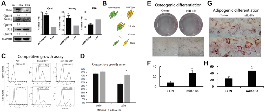 Stable expression of miR-18a-5p improved self-renewal of UCMSCs. (A) Western blot assay of Oct4, Nanog and P16 in miR-18a-5p and control lentivirus vector transduced UCMSCs. (B, C) Competitive growth assay of miR-18a-5p and control transduced UCMSCs. GFP ratios were measured by flow cytometry before and after two passaging cultures. (D) GFP ratio of UCMSCs in competitive growth assay before and after culture. The efficiency of osteogenic differentiation (E) was increased in UCMSCs stably expressing miR-18a-5p (F), and similarly, the potential for adipogenic differentiation (G) was enhanced in the group with stable miR-18a-5p transduction. Osteogenic efficiency was evaluated by ALP staining; adipogenic efficiency was evaluated by oil red O staining. The results were quantized in Figure F and Figure H. *p **p 