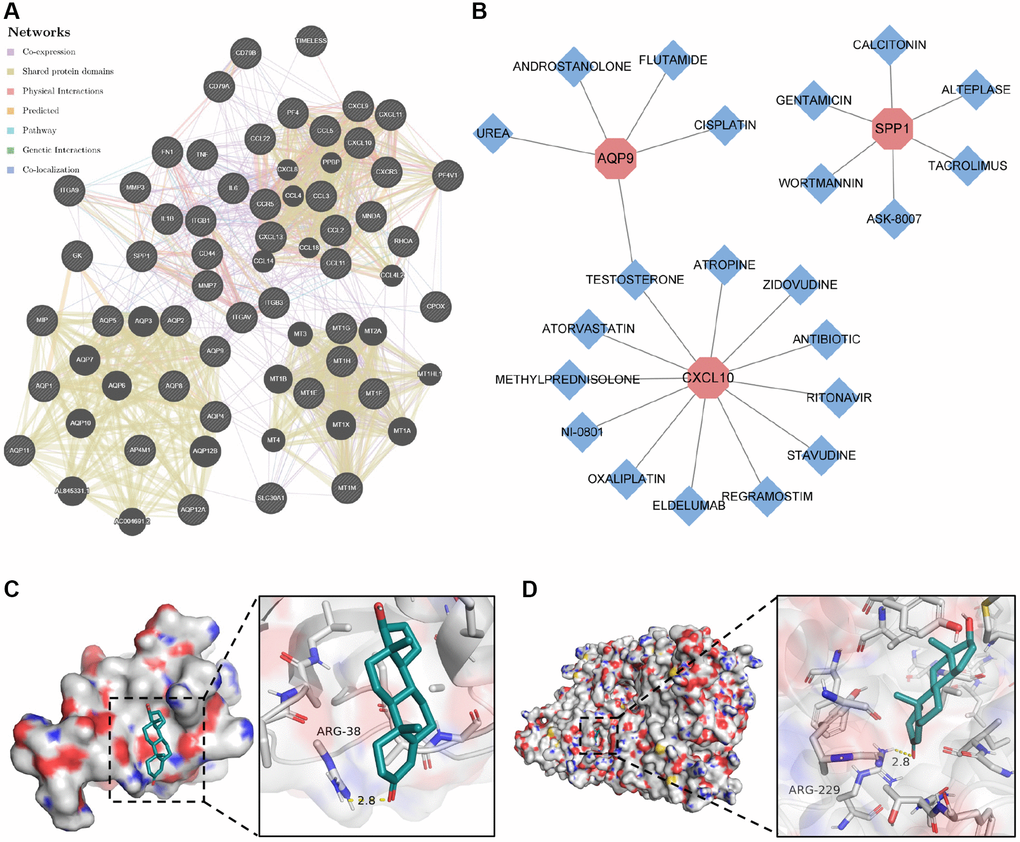 Construction of protein–protein interaction network and drug–gene action network. (A) Protein–protein interaction network of core genes. (B) Drug–gene interaction network of core genes. (C) Molecular docking of testosterone binding to CXCL10. (D) Molecular docking of testosterone binding to AQP9.