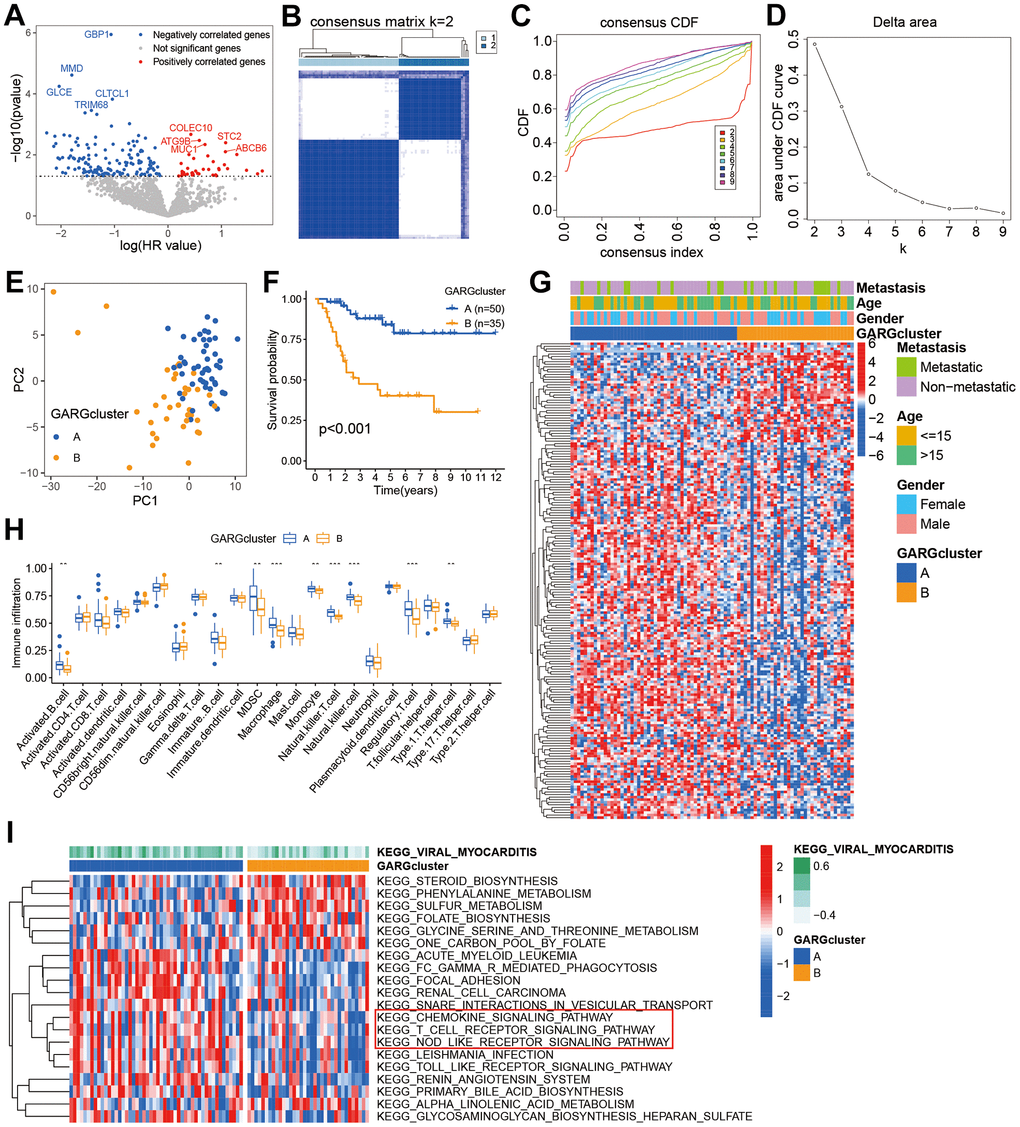 Prognostic gene screening and consensus clustering. (A) Volcano plot displaying univariate Cox regression results of GARGs. (B) The consensus matrix of 85 samples when k = 2. (C, D) The CDF curve for k = 2-9. (E) PCA plot of the two subtypes. (F) Kaplan-Meier survival analysis of the two subtypes. (G) Comparison of GARGs expression and clinical characteristics between the two subtypes. (H) The immune cell infiltration between the two subtypes was analyzed by the ssGSEA. *PI) GSVA was performed to analyze the differences between the two subtypes.