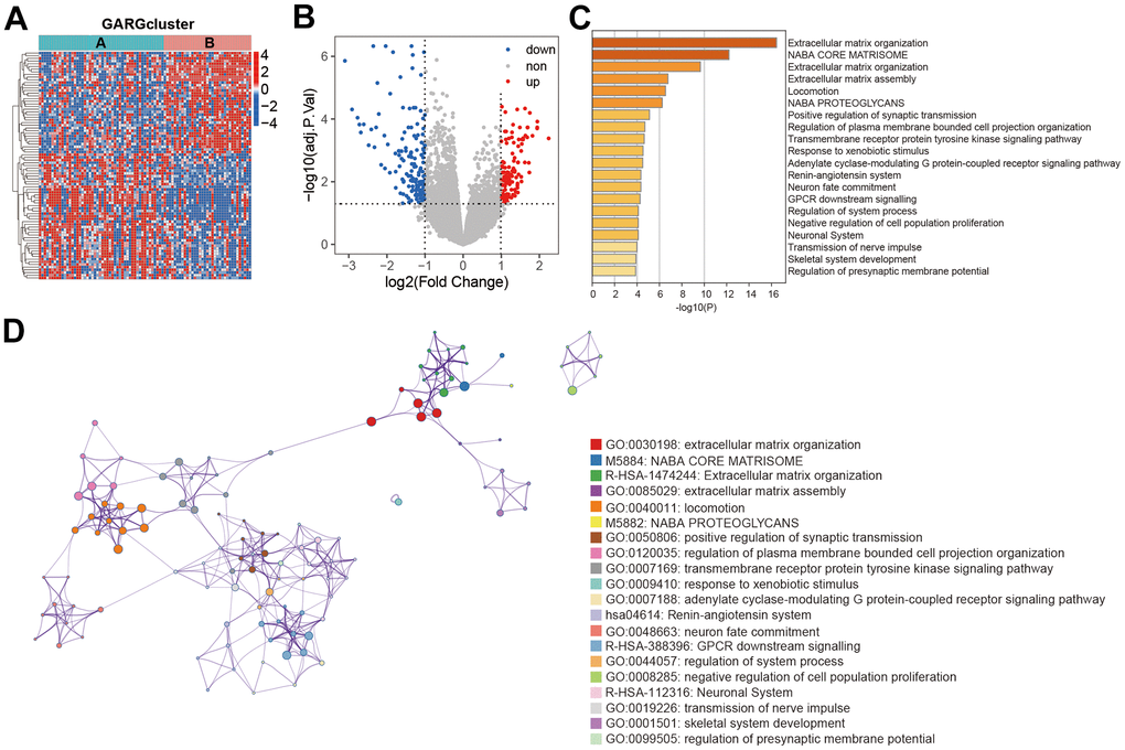 Functional enrichment analysis between the two subtypes. (A) Heatmap of DEGs between the two subtypes. (B) The volcano plot of DEGs. (C) Biological process and pathway enrichments ordered by statistical significance. (D) The network showed the interactions among the enriched terms.