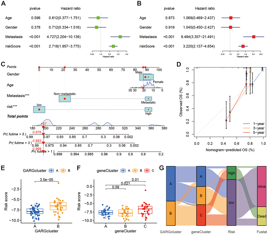 The relationships between clinical characteristics and the GARGs signature. (A, B) Univariate and multivariate Cox regression analysis for independent prognostic analysis of risk model. (C) Nomogram based on gender, age, metastasis and risk in the TARGET cohort. (D) The nomogram calibration curves for predicting 1-, 3-, and 5-year survival. (E) The relationship between risk score and the two GARGs subtypes. (F) The relationship between the risk score and the three DEGs subtypes. (G) Sankey plot of GARGs subtype distribution in groups with different risk scores and survival status.