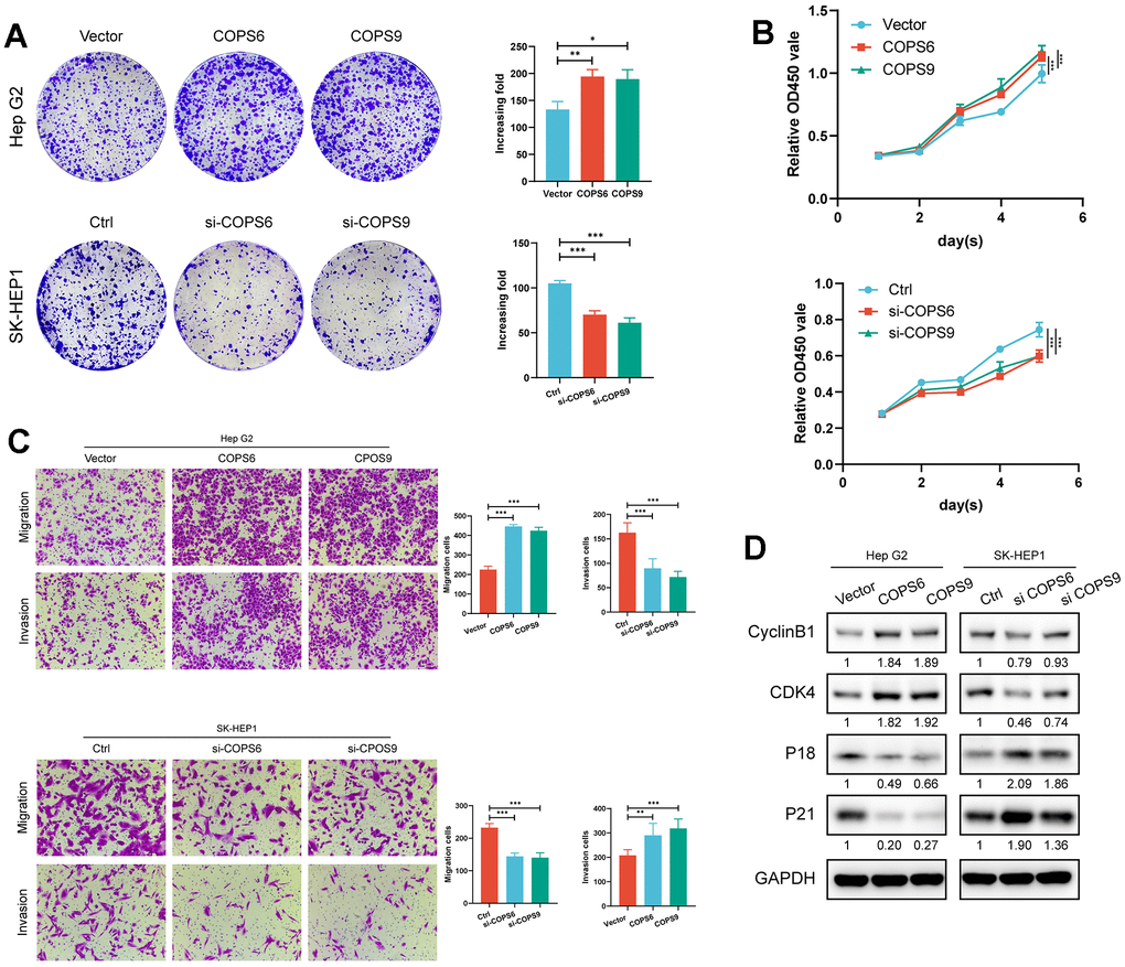 Role of COPS6 and COPS9 in the proliferation, migration, invasion, and cell cycle progression regulation of HCC cells. (A) Colony formation assays showing the role of COPS6 and COPS9 on HepG2 and SK-HEP-1 cell proliferation. (B) Cell viability of HepG2 and SK-HEP-1 cell lines were determined by CCK-8 assays. (C) The effects of COPS6 and COPS9 on cell migration and invasion were determined by transwell assays in Hep G2 and SK-HEP-1 cell lines. (D) The relative expression levels of cyclin B1, CDK4, p18, and p21 were examined by Western blotting in Hep G2 and SK-HEP-1 cells. *p 