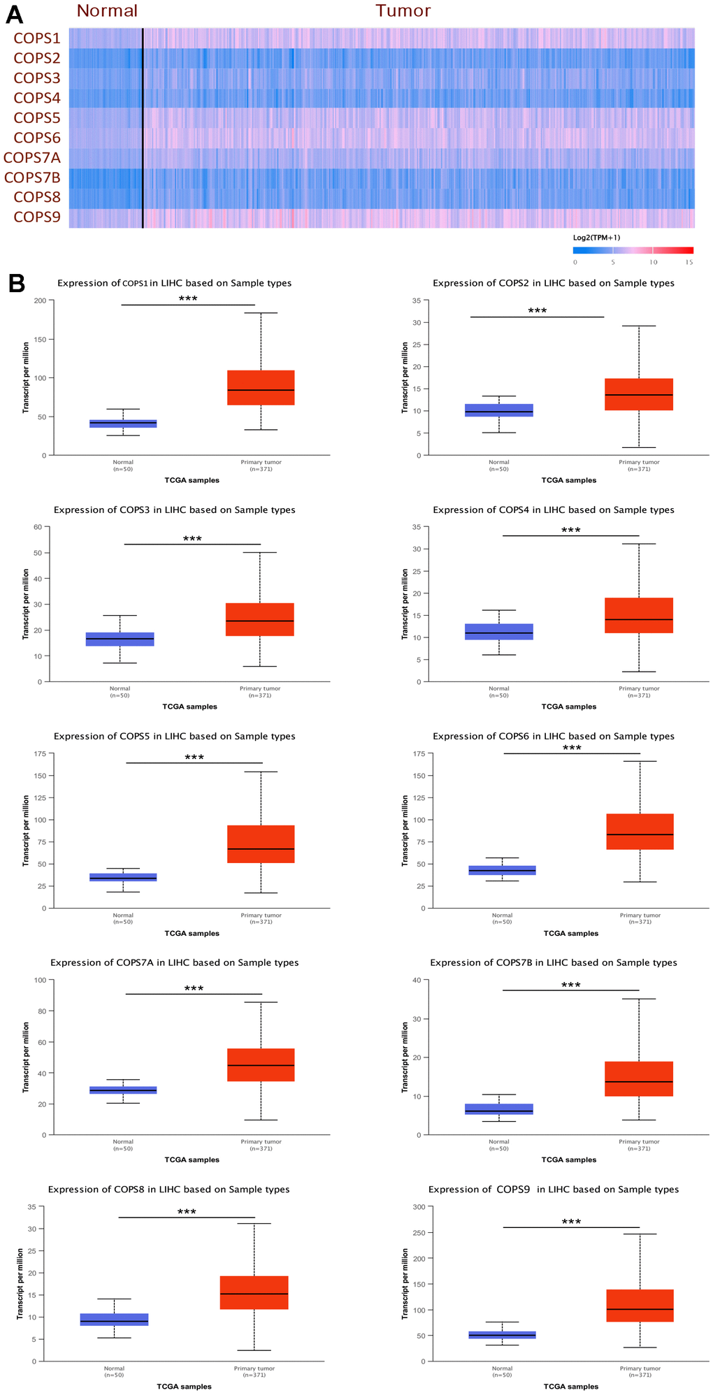 Elevated expression levels of COPS subunit mRNAs in HCC tissue (from the UALCAN database). (A) Heatmap showing the differential expression levels of COPS subunit mRNAs between HCC and normal liver tissues. (B) Direct comparison of COPS subunit mRNAs between HCC and normal liver tissues. ***p 