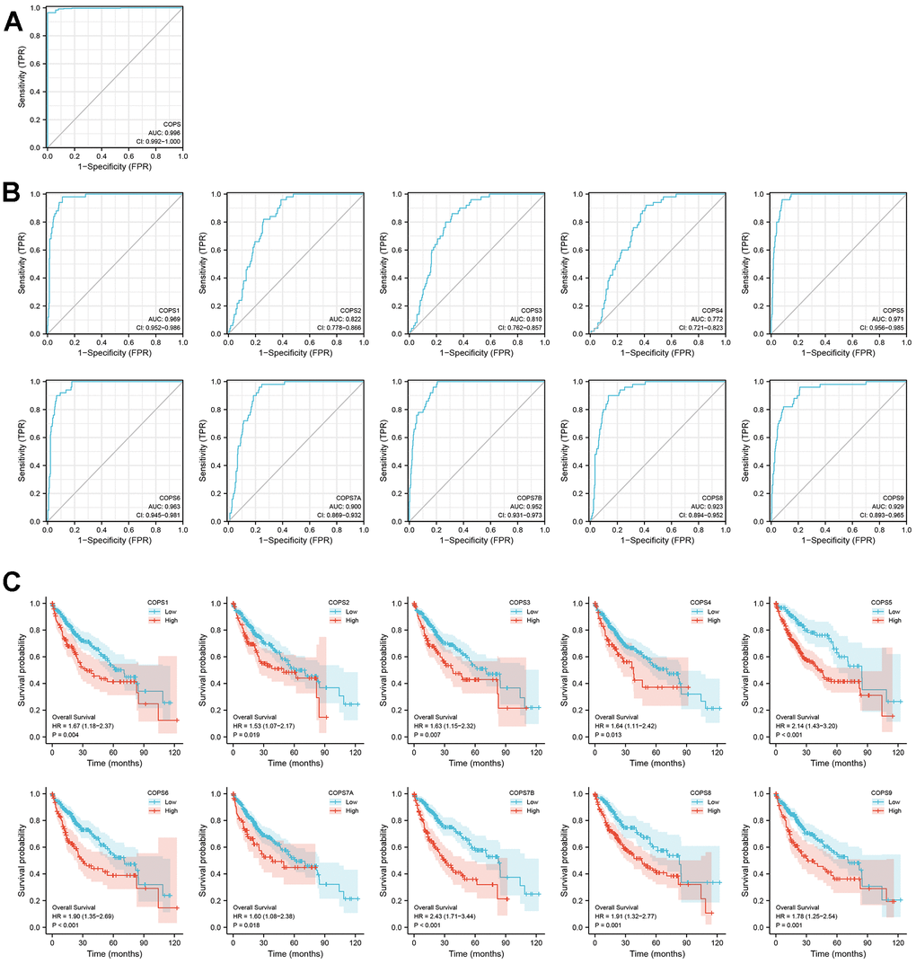 Prognostic values of COPS subunits for HCC. ROC analysis of (A) COPS complex and (B) individual COPS subunits for the diagnosis of HCC. (C) Kaplan–Meier survival curves comparing the overall survival (OS) between HCC patients with high or low expression of the indicated COPS subunit (data from the TCGA database).