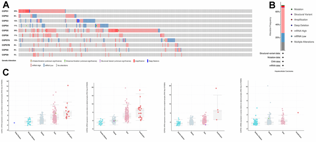 Alterations of COPS subunit genes (from cBioPortal). (A) Summary of COPS subunit gene mutation rates. (B) Genetic alteration summary of the COPS complex in HCC. (C) COPS subunit gene mutation types.