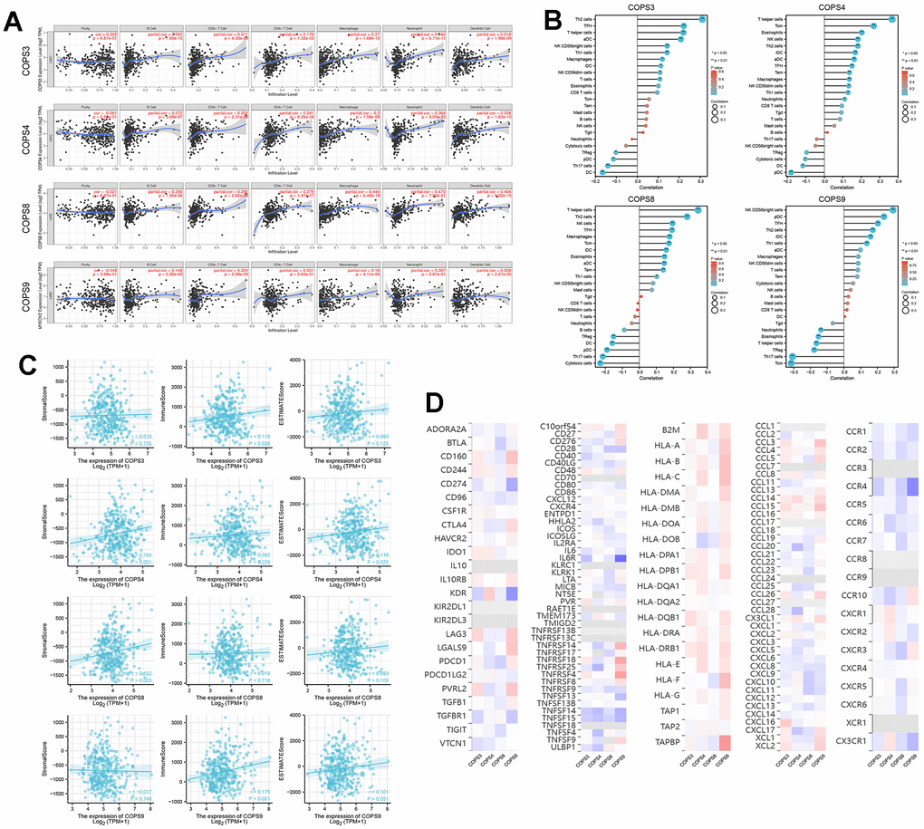 Correlations between COPS subunit gene expression levels and immune cell infiltration rates. (A) Correlations of COPS subunit expression levels with infiltration rates of B cells, CD8+ T cells, CD4+ T cells, macrophages, neutrophils, and dendritic cells in HCC (from the TIMER2.0 database). (B) Relationships among the infiltration levels of 24 immune cell types and COPS subunit expression profiles (based on the ssGSEA R package). (C) Relationships between COPS subunit expression levels and stromal score, immune score, and ESTIMATE score. (D) Heatmaps showing the correlations between COPS subunit expression levels and immunostimulators, immunoinhibitors, MHC molecules, chemokines, and chemokine receptors in HCC (TISIDB).