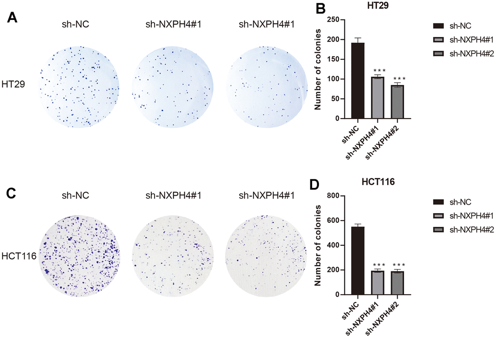 Effects of NXPH4 knockdown on proliferation, invasion and migration of HT-29 and HCT-116 cell lines. (A, B) Plate clonogenicity assay showed the effect of NXPH4 knockdown on the proliferative ability of HT-29 cell line. (C, D) Plate clonogenicity assay showed the effect of NXPH4 knockdown on the proliferative ability of HCT-116 cell line.