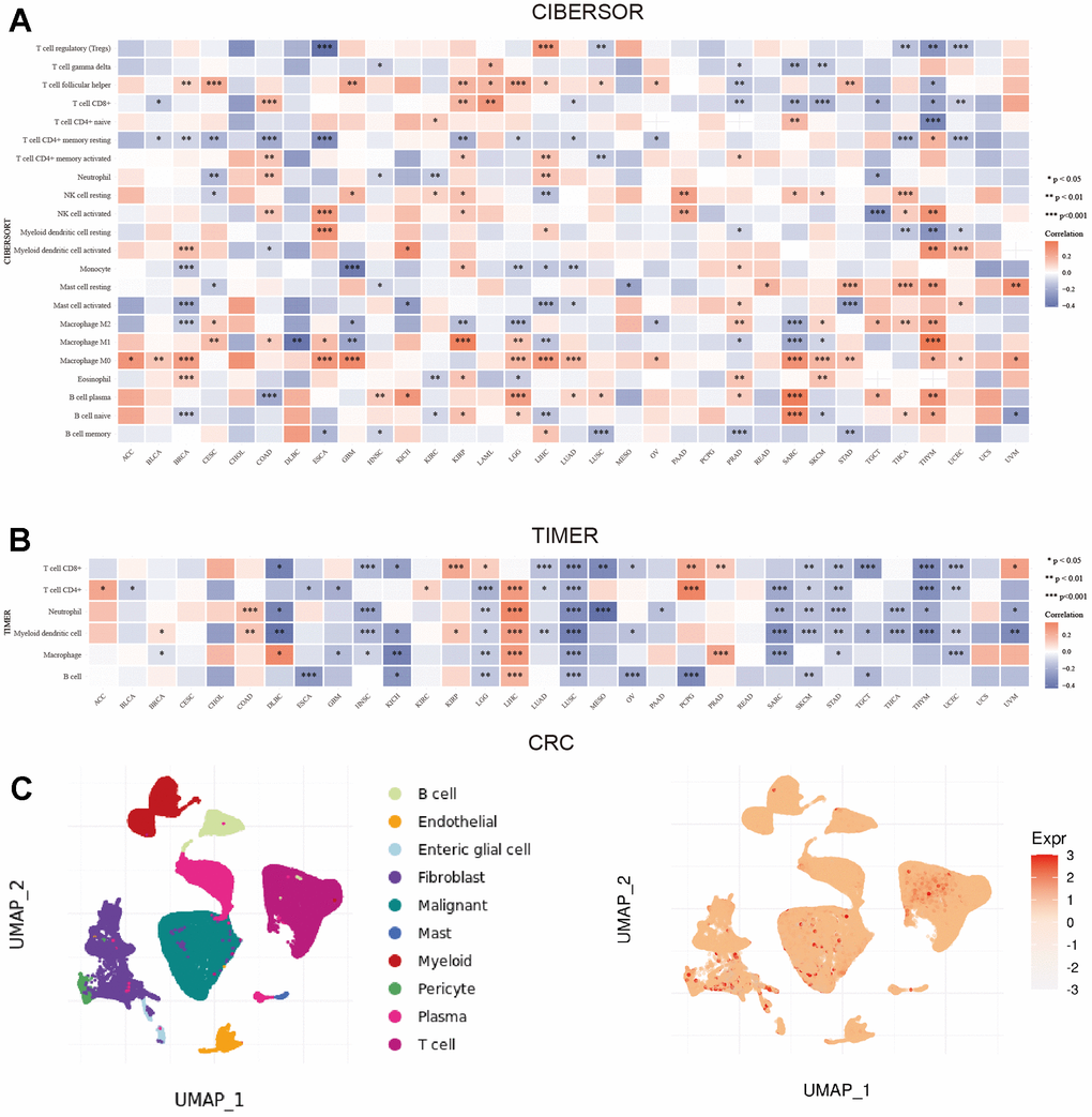 Correlation between NXPH4 and immune microenvironment in pan-cancer and single cell analysis in colorectal cancer. (A) CIBERSORT algorithm was used to calculate the correlation between NXPH4 expression and immune cell infiltration in pan-cancer. (B) Correlation between NXPH4 expression and immune cell infiltration was calculated by TIMER algorithm in pan-cancer. (C) The expression of NXPH4 in colorectal cancer at the single-cell level was analyzed based on TIGER database.