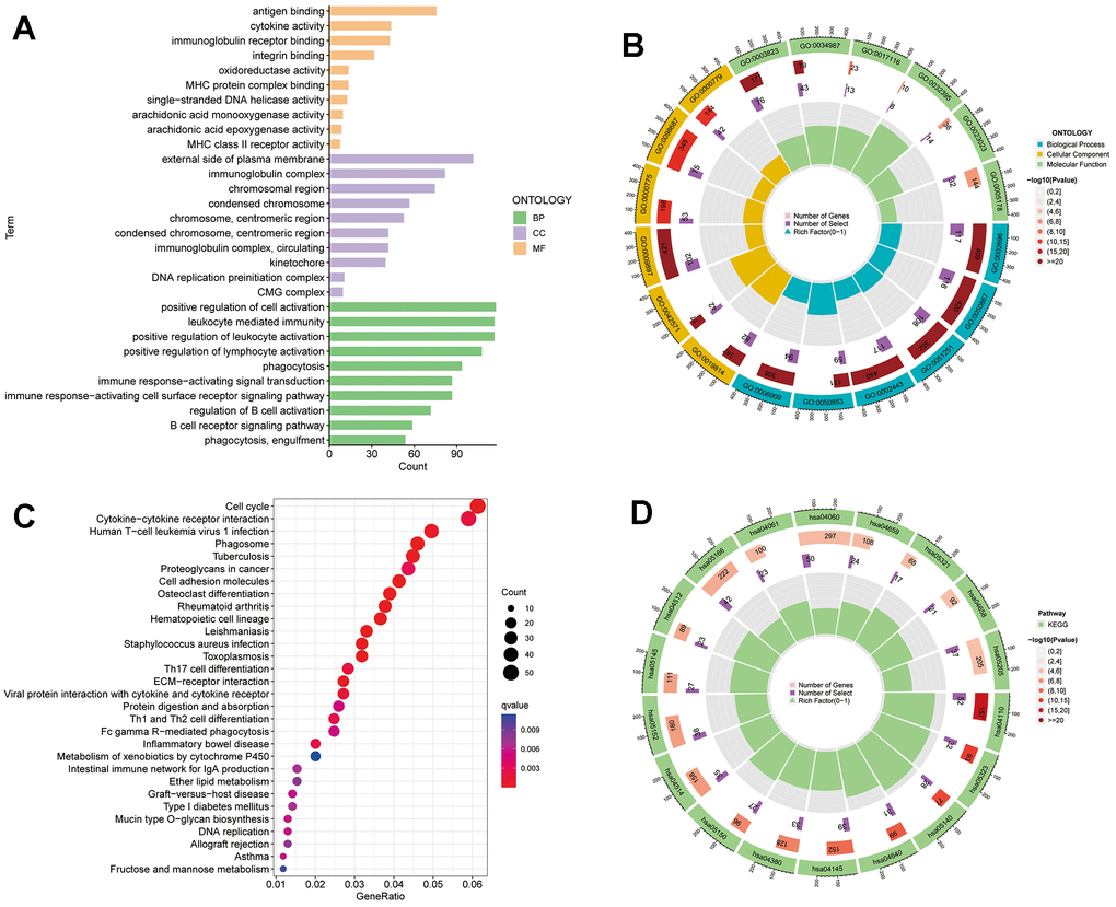 TRSSys-based GO and KEGG analysis. (A, B) GO analysis of the DEGs between the risk subgroups. (C, D) KEGG analysis of the DEGs between the risk subgroups.