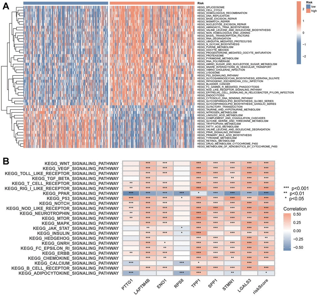 TRSSys-based GSVA. (A) KEGG enriched in the high- and low-risk groups. (B) The correlation between the expression of TRSSys-related TRGs and tumour-related pathways.