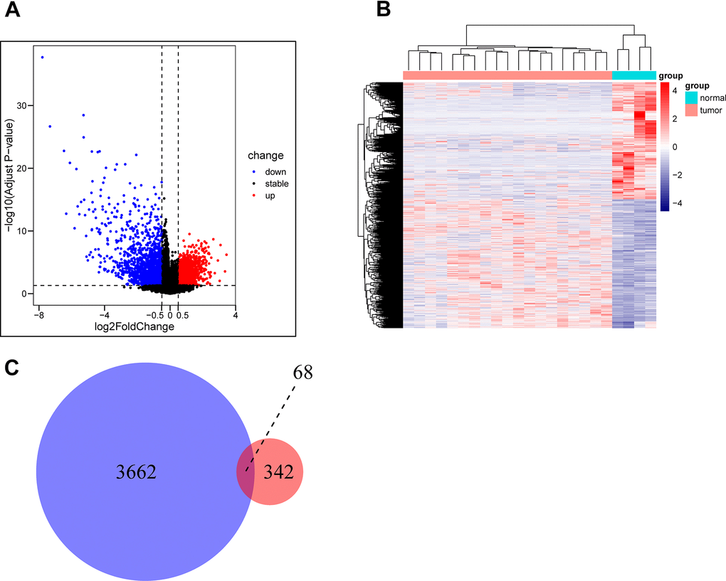 Acquisition of oxidative phosphorylation-related genes. (A, B) GSE28425 data set: Analysis of differences between osteosarcoma and adjacent cancer (osteoblasts) (differential gene volcano map and differential gene heat map). (C) Obtaining a Wayne map of differentially expressed genes related to oxidative phosphorylation in osteosarcoma.