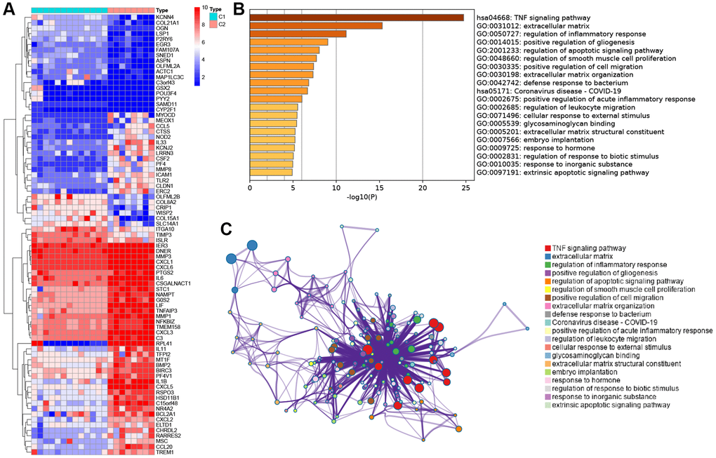 Functional enrichment analysis between the two subtypes. (A) Heatmap showing differentially expressed genes in the C1 and C2. (B) Functional enrichment of biological process and KEGG pathway. (C) Network diagram of gene functional enrichment analysis.