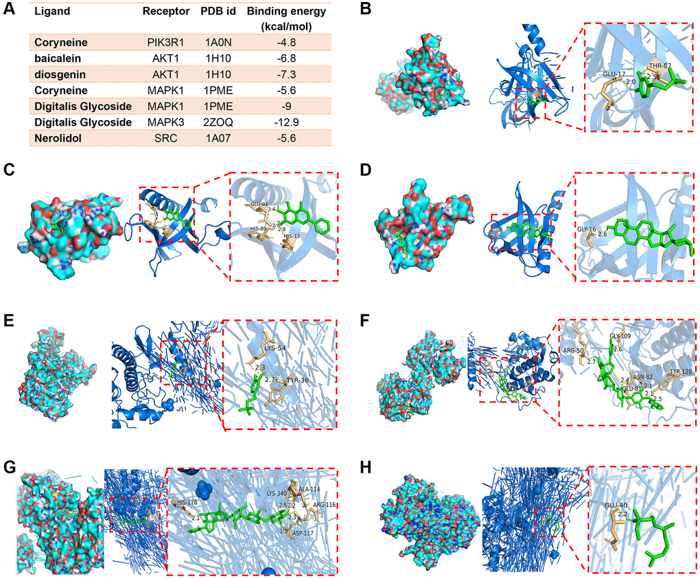 Representative images of molecular docking. (A) The results of ligand-receptor binding energy values. (B) Coryneine-PIK3R1. (C) Baicalein-AKT1. (D) Diosgenin-AKT1. (E) Coryneine-MAPK1. (F) Digitalis glycoside-MAPK1. (G) Digitalis glycoside-MAPK3. (H) Nerolidol-SRC.