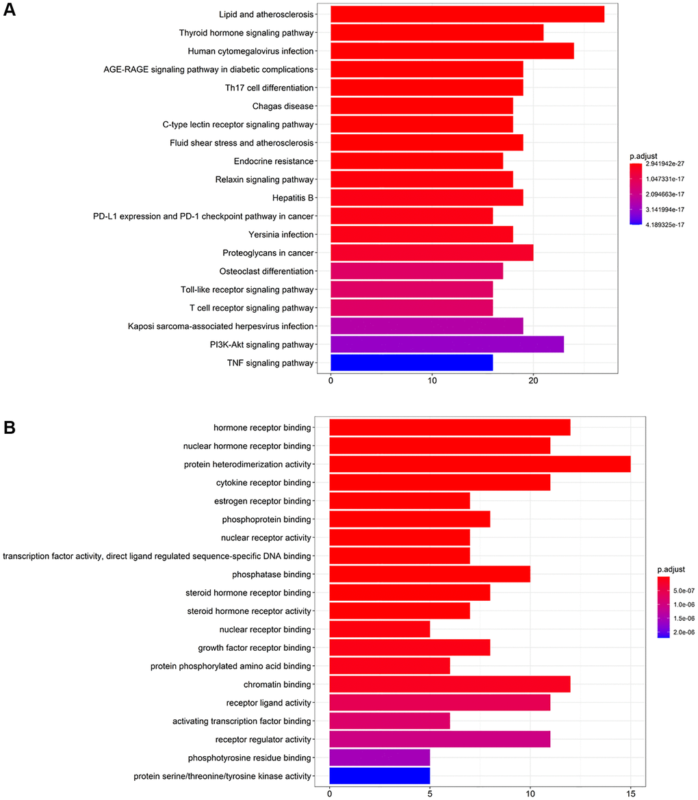 KEGG pathway enrichment and GO biological process analysis of key targets of CFF-1 on PCa. (A) The top 20 enriched pathways of KEGG pathway enrichment analysis. (B) The top 20 enriched terms of GO biological process analysis.