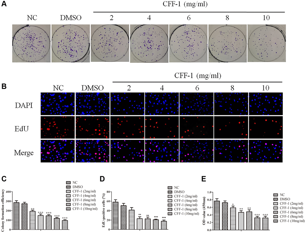 CFF-1 inhibited PCa cells proliferation. (A) The colony formation efficiency of PC-3 cell lines with varying concentrations of CFF-1 (mg/mL). (B) The EdU assay of proliferation active cells after 24 hours of CFF-1 treatment. (C) Quantification of the colony formation efficiency with bar graph. (D) Quantitative results of the EdU assay with bar graph. (E) The cell viability was determined by CCK8 assay after CFF-1 administration. *p **p ***p 