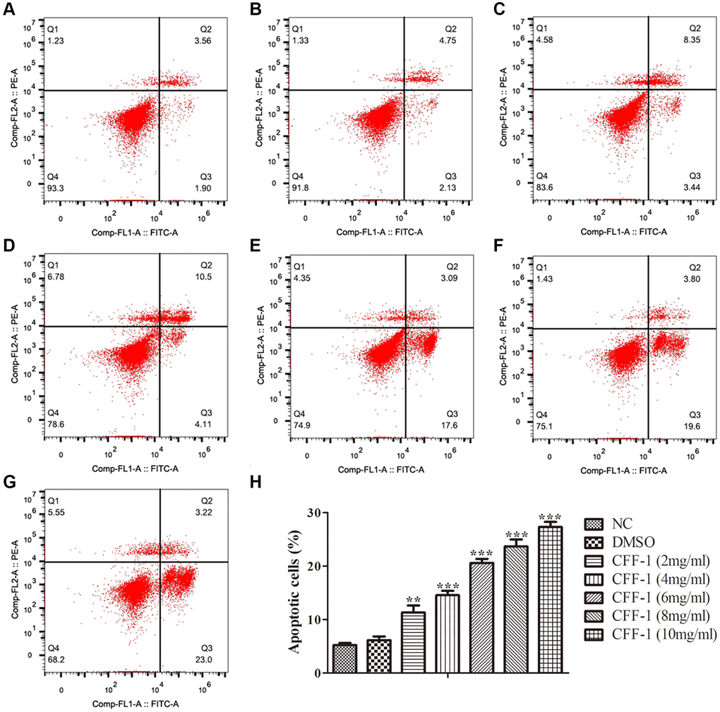 Apoptosis analysis of CFF-1-treated PC-3 cells by flow cytometry after 24 hours of treatment. Each panel corresponds to a different treatment condition: (A) NC, (B) DMSO, and (C–G) increasing concentrations of CFF-1 at 2, 4, 6, 8, and 10 mg/ml, respectively. (H) Quantitative analysis of the percentage of apoptotic cells across different treatment conditions. **p ***p 