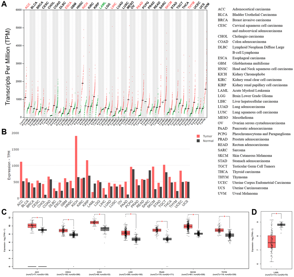 BSG expressions across all tumor samples and paired normal tissues. (A) BSG expression patterns in cancer tissues and normal tissues (TCGA normal + GTEx normal) by dot plots and (B) bar plots. (C) BSG expression was upregulated among the seven types of cancer. (D) BSG expression was downregulated in one cancer type of LAML. The tumor tissue was colored red, whereas the normal tissue was colored dark gray. Right panel displayed the full name of cancer types. The |log2 (fold change)| cutoff was 1; adjusted p-value cutoff was 0.05. *p 