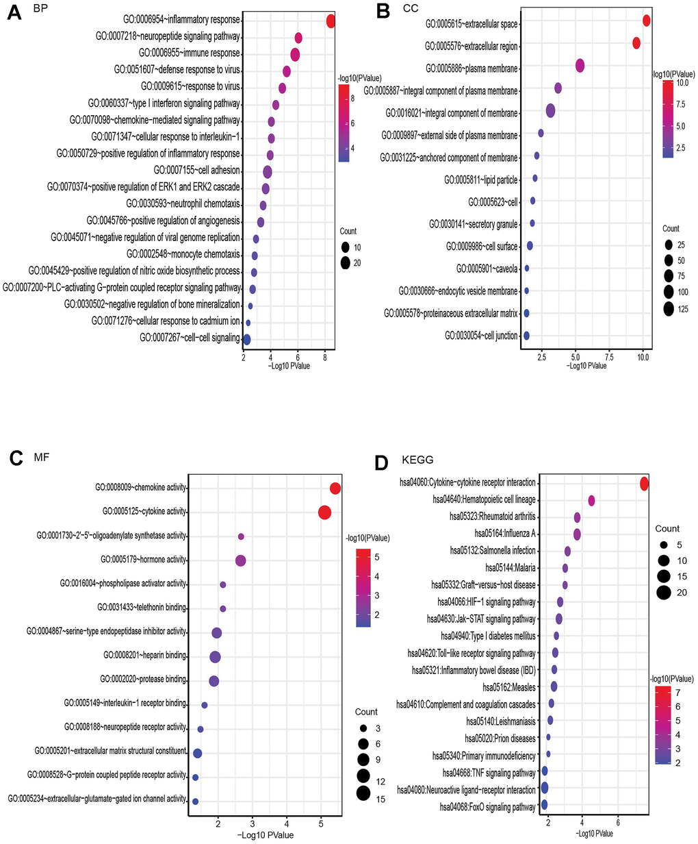 GO enrichment and KEGG pathway analysis of differentially expressed mRNAs, BP for biological process, MF for molecular function, and CC for cellular component. (A) Bubble plot of BP. (B) Bubble plot of CC. (C) Bubble plot of MF. (D) Bubble plot of KEGG.