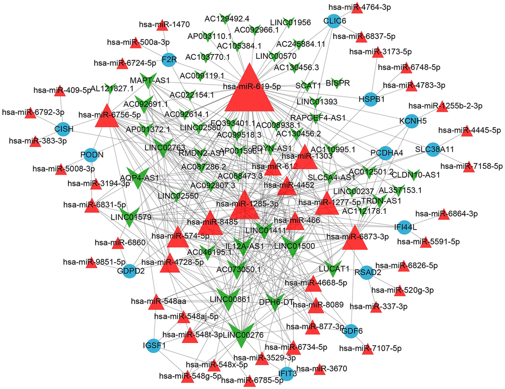 The miRNA-mRNA and miRNA-lncRNA network containing 52 lncRNA nodes, 49 miRNA nodes, 14 mRNA nodes and 351 edges.