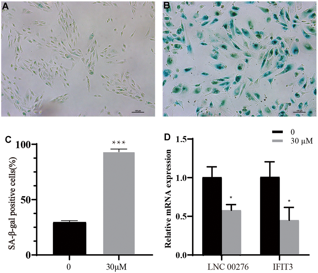 Cell senescence analysis. (A) Control group. (B) t-BH (30 μM) group. (C) Proportion of senescent cells in groups A and B. *** means PD) By using RT-PCR, the mRNA levels of and IFIT3 were detected. The expression of LINC00276 and IFIT3 was dramatically downregulated in the senescent cell as compared to the control group, * means P