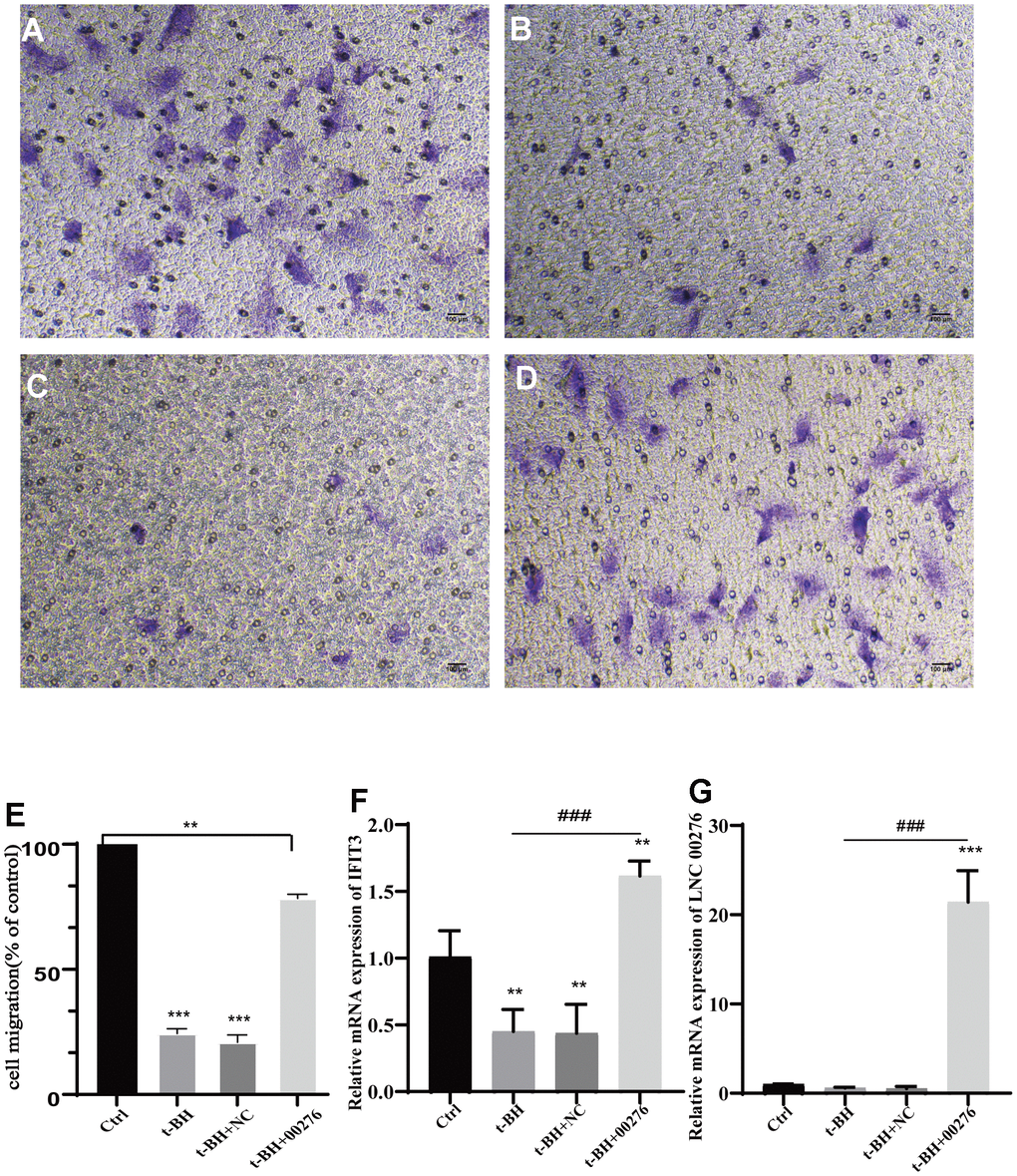 Cell migration analysis. (A) Control group. (B) t-BH group. (C, D) RPE-19 cells after t-BH treatment. (C) is the negative control. (D) is transfected with LINC00276 overexpression vector, cell migration rate was significantly reduced in the senescent cell model. (E) Migration rate of cells was determined using Transwell assays. (F, G) mRNA levels of IFIT3 and LINC00276 were detected by RT-PCR. The expression of LINC00276 was significantly improved after plasmid construction and stable transduction. After LINC00276 was upregulated, the migration rate was improved. *** means P