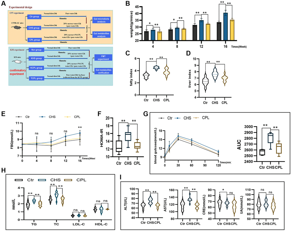 CPL alleviate high-sucrose intake-induced fat accumulation, hyperglycemia, dyslipidemia and disorders of hepatic and renal function. (A) Experimental design. (B) Weight of the mice. (C) Liver index. (D) Fat index. (E) Fasting blood glucose (FBG). (F) Homeostasis model assessment of insulin resistance (HOMA-IR). (G) The oral glucose tolerance test (OGTT) and area under the curve (AUC) were calculated for blood glucose levels during the OGTT. (H) Serum lipid levels. (I) Hepatic and renal function. n = 10 mice per group. The data are presented as the mean ± SEM. Statistical analysis was performed using Student’s t test. *p **p 