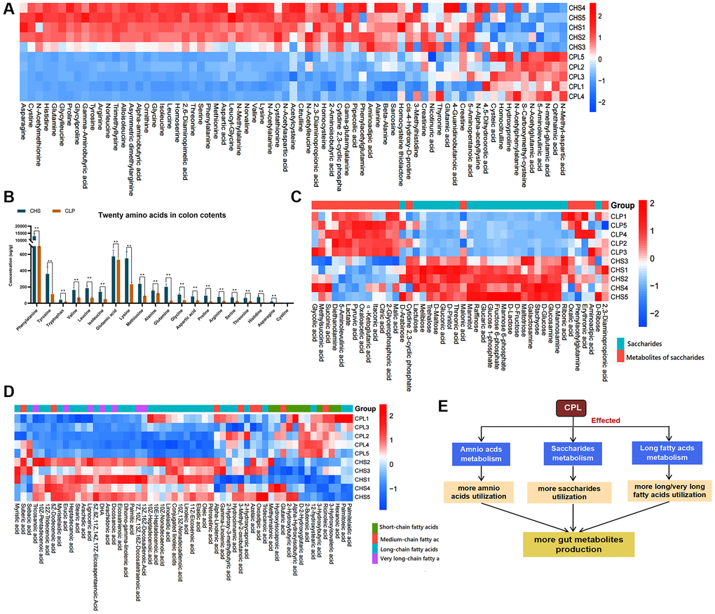 Effects of CPL on macronutrient utilization. (A) Heatmap of amino acids and derivatives. (B) Twenty amino acid residues in colon contents. (C) Heatmap of saccharides and metabolites of saccharides. (D) Heatmap of fatty acids. (E) CPL affected the utilization of the three macronutrients. The data in the heatmap were normalized by the z score method. n = 5 mice per group. The data in Figure 3B are presented as the mean ± SEM. Statistical analysis was performed using Student’s t test. *p **p 