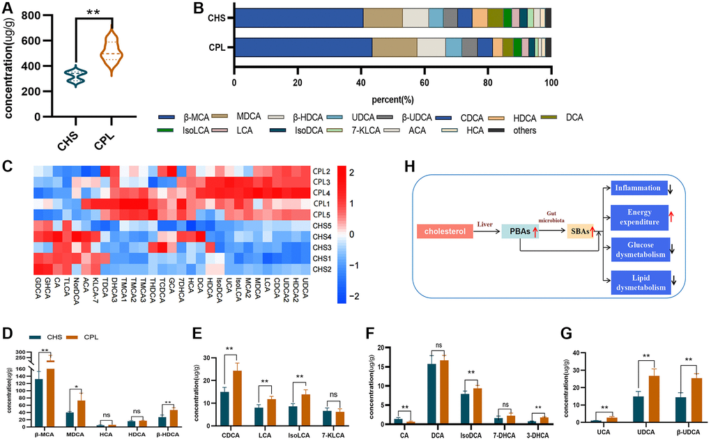 Effects of CPL on bile acid metabolism in the colonic contents. (A) Total bile acid; (B) composition of bile acids. (C) Heatmap of bile acids. (D) β-MCA and SBAs converted from β-MCA. (E) CDCA and SBAs converted from CDCA. (F) CA and SBAs converted from CA. (G) UCA and SBAs converted from UCA. (H) CPL affected gut bile acid metabolism. n = 5 mice per group. The data are presented as the mean ± SEM. Statistical analysis was performed using Student’s t test. *p **p 