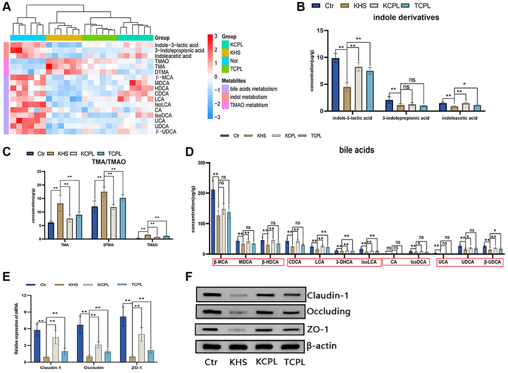 The levels of eighteen intestinal metabolites and the expression of tight junction proteins were confirmed in the KM experiment. (A) Heatmap of eighteen reconfirmed intestinal metabolites. (B) Concentration of indole derivatives. (C) Concentration of TMA and TMAO. (D) Concentrations of bile acids. (E) Relative gene expression of claudin-1, occludin and ZO-1. (F) Protein expression of claudin-1, occludin and ZO-1. n = 6 mice per group. The data are presented as the mean ± SEM. Statistical analysis was performed using Student’s t test. *p **p 