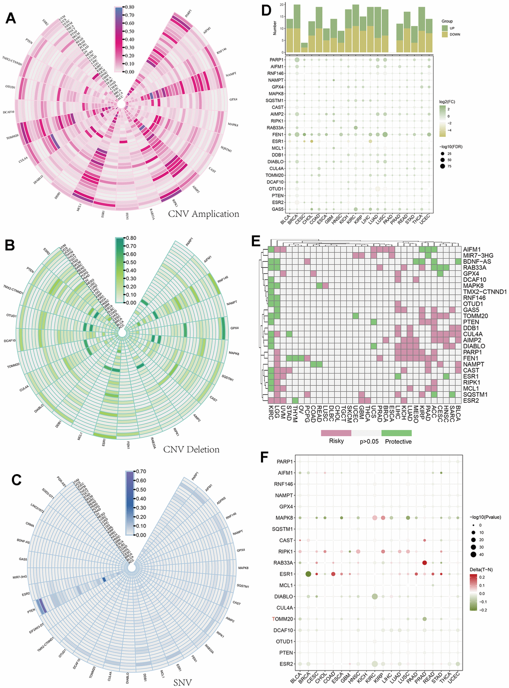 Pan-cancer analysis of parthanatos-associated genes. (A) CNV amplification data of parthanatos-related genes in different tumor types and the fan color represents the amplification frequency. (B) CNV deletion data of parthanatos-related genes in different tumor types and the fan color represents the deletion frequency. (C) SNV mutation data of parthanatos-related genes in different tumor types and the fan color represents the frequency of SNV. (D) In the expression data of parthanatos-related genes in different tumor types, the color of the squares represents the value of log2 (FC), and the size of the squares represents the value of -log2 (FC). (E) The risk profile of parthanatos-related genes in different tumor types, with pink representing risky, green representing protective, and gray representing no statistical difference. (F) The comparison of methylation of parthanatos-related genes between different tumor types and normal tissues, the color of the circle represents the methylation difference, and the size of the circle represents the statistical significance.