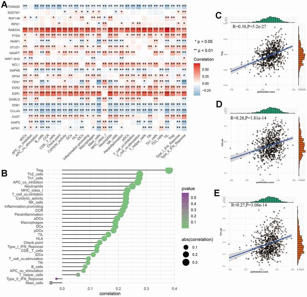 Relationship between parthanatos score and immune microenvironment in GC. (A) Heat map depicting the relationship between parthanatos-related genes and levels of immune cell infiltration. Positive correlations are shown in red, negative correlations are shown in blue, and p-values are shown by *. (B) The bubble plot shows the correlation between parthanatos score and the levels of infiltration of various immune cells, with the size of the circle indicating the size of the correlation and the color of the circle indicating statistical significance. (C–E) Correlation between parthanatos score and Infiltration levels of three kinds of immune cells. *: p