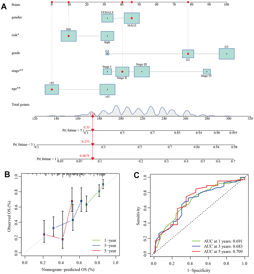 Establishment of clinical nomogram. (A) A nomogram for predicting prognostic survival time in GC patients. (B) Calibration curves of 1-, 3-, and 5-year survival in GC patients. (C) ROC curves of 1-, 3-, and 5-year survival in GC patients.