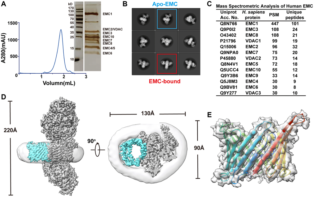 Discovery and structural study of the VDAC1-bound EMC complex. (A) Left panel: size-exclusion chromatography profile of the purified human EMC complex. Right panel: a silver staining image of the SDS-PAGE gel corresponding to the peak fraction in the profile. (B) Representative reference-free 2D cryo-EM average of the EMC. (C) Mass spectrometry analysis of the purified human EMC. (D) Two orthogonal views of the cryo-EM density map of human EMC-VDAC. The EMC, VDAC, and detergent micelle are colored in cyan, gray, and light gray respectively. (E) Side view of the cryo-EM density map and the ribbon diagram of human VDAC1, colored in rainbow to show the arrangement of the 19 β-strains.