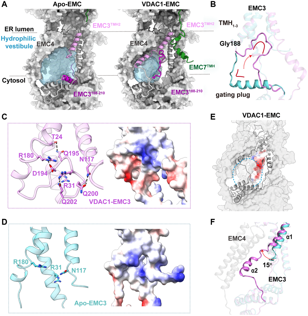 Conformational changes during the transition between the apo- and VDAC1-bound EMC. (A) Comparison of the hydrophilic cavities in the apo and VDAC1-bound EMC. The cavities are shown as surface representation in light blue, and EMC3 and EMC7 in ribbon, with TMHEMC7, TMH2EMC3 and EMC3188–210 segment colored in green, orchid and dark orchid, respectively. (B) Conformational change of EMC3188–210 segment, the gating plug, between the apo and VDAC1-bound states. This segment forms an L-shape architecture (cyan) in the apo EMC state, whereas it folds back around Gly188 to form an open circular loop (orchid), held against the TMH1–3 bundle of EMC3 in the VDAC1-bound state. (C) Left: the intramolecular interactions of EMC3 that stabilize the gating plug in the VDAC1-bound state. Hydrogen bonds are indicated by dashed lines. Right: electrostatic surface potential of the same region. (D) Residues Arg31, Arg180 and Asn117 on the TMH1–3 bundle of EMC3 form a conserved positively charged patch inside the EMC hydrophilic vestibule in the apo state. (E) Electrostatic surface potential of the EMC3 gating plug. The location of hydrophilic cavity is indicated by a dashed circle. (F) Conformational change of TMH2EMC3 between the apo and VDAC1-bound states. In the apo EMC (cyan), TMH2EMC3 is only partially ordered (α1). In the VDAC1-bound state (orchid), the entire TMH2EMC3 (α1 and α2) is visible.