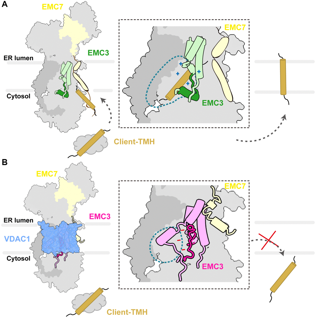Schematic diagram of the EMC regulation by VDAC1. (A) The apo conformation of the EMC denotes its role as an insertase primed for binding client TMHs. The zoom-in view shows the hydrophilic vestibule of the EMC complex. The TMH1–3 bundle and the L-shape gating plug of EMC3 are shown in light green and green respectively, and client-TMH in brown. The inside of the vestibule is positively charged as indicated. (B) The association of VDAC1 induces structural changes in the hydrophilic vestibule. The TMH1–3 bundle and the gating plug of EMC3 are shown in dark orchid and orchid, respectively. The hydrophilic vestibule is reduced and the electrostatic surface potential inside is altered to negatively charged.